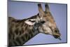 Giraffe Sticking Out Tongue-null-Mounted Photographic Print