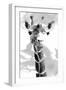 Giraffe study  II-Alonzo Saunders-Framed Art Print