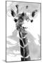 Giraffe study  II-Alonzo Saunders-Mounted Art Print