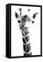 Giraffe study  IV-Alonzo Saunders-Framed Stretched Canvas