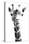 Giraffe study  IV-Alonzo Saunders-Stretched Canvas