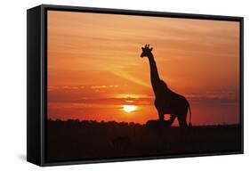 Giraffe Suckling Young One, Maasai Mara Wildlife Reserve, Kenya-Jagdeep Rajput-Framed Stretched Canvas