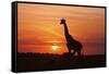 Giraffe Suckling Young One, Maasai Mara Wildlife Reserve, Kenya-Jagdeep Rajput-Framed Stretched Canvas