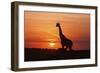 Giraffe Suckling Young One, Maasai Mara Wildlife Reserve, Kenya-Jagdeep Rajput-Framed Photographic Print