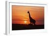 Giraffe Suckling Young One, Maasai Mara Wildlife Reserve, Kenya-Jagdeep Rajput-Framed Photographic Print