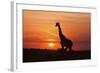 Giraffe Suckling Young One, Maasai Mara Wildlife Reserve, Kenya-Jagdeep Rajput-Framed Photographic Print