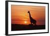 Giraffe Suckling Young One, Maasai Mara Wildlife Reserve, Kenya-Jagdeep Rajput-Framed Photographic Print