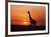 Giraffe Suckling Young One, Maasai Mara Wildlife Reserve, Kenya-Jagdeep Rajput-Framed Photographic Print