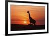 Giraffe Suckling Young One, Maasai Mara Wildlife Reserve, Kenya-Jagdeep Rajput-Framed Photographic Print