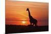 Giraffe Suckling Young One, Maasai Mara Wildlife Reserve, Kenya-Jagdeep Rajput-Mounted Photographic Print