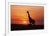 Giraffe Suckling Young One, Maasai Mara Wildlife Reserve, Kenya-Jagdeep Rajput-Framed Photographic Print