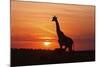 Giraffe Suckling Young One, Maasai Mara Wildlife Reserve, Kenya-Jagdeep Rajput-Mounted Photographic Print