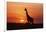 Giraffe Suckling Young One, Maasai Mara Wildlife Reserve, Kenya-Jagdeep Rajput-Framed Photographic Print