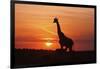 Giraffe Suckling Young One, Maasai Mara Wildlife Reserve, Kenya-Jagdeep Rajput-Framed Photographic Print