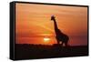 Giraffe Suckling Young One, Maasai Mara Wildlife Reserve, Kenya-Jagdeep Rajput-Framed Stretched Canvas