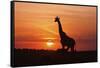 Giraffe Suckling Young One, Maasai Mara Wildlife Reserve, Kenya-Jagdeep Rajput-Framed Stretched Canvas