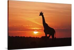 Giraffe Suckling Young One, Maasai Mara Wildlife Reserve, Kenya-Jagdeep Rajput-Stretched Canvas