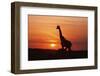 Giraffe Suckling Young One, Maasai Mara Wildlife Reserve, Kenya-Jagdeep Rajput-Framed Photographic Print