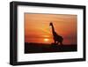 Giraffe Suckling Young One, Maasai Mara Wildlife Reserve, Kenya-Jagdeep Rajput-Framed Photographic Print