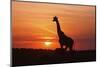 Giraffe Suckling Young One, Maasai Mara Wildlife Reserve, Kenya-Jagdeep Rajput-Mounted Photographic Print