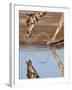 Giraffe Swishes Water as it Drinks, Etosha National Park, Namibia, Africa-Wendy Kaveney-Framed Photographic Print