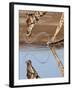 Giraffe Swishes Water as it Drinks, Etosha National Park, Namibia, Africa-Wendy Kaveney-Framed Photographic Print
