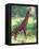 Giraffe, Tanzania-David Northcott-Framed Stretched Canvas