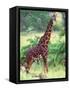 Giraffe, Tanzania-David Northcott-Framed Stretched Canvas