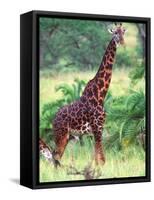 Giraffe, Tanzania-David Northcott-Framed Stretched Canvas