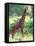 Giraffe, Tanzania-David Northcott-Framed Stretched Canvas