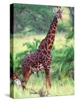 Giraffe, Tanzania-David Northcott-Stretched Canvas