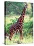 Giraffe, Tanzania-David Northcott-Stretched Canvas