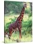 Giraffe, Tanzania-David Northcott-Stretched Canvas