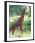 Giraffe, Tanzania-David Northcott-Framed Premium Photographic Print