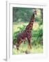 Giraffe, Tanzania-David Northcott-Framed Premium Photographic Print