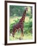 Giraffe, Tanzania-David Northcott-Framed Premium Photographic Print
