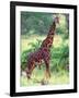 Giraffe, Tanzania-David Northcott-Framed Premium Photographic Print