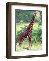 Giraffe, Tanzania-David Northcott-Framed Photographic Print