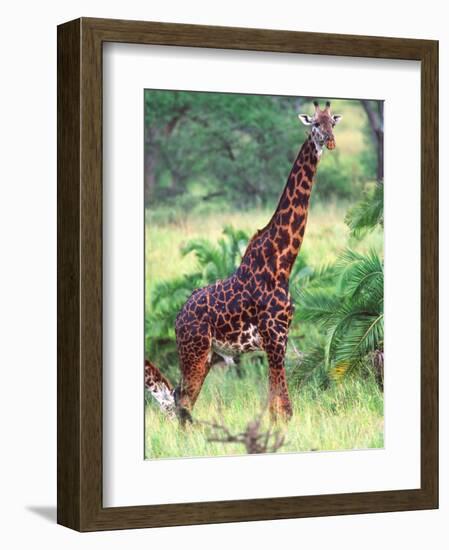 Giraffe, Tanzania-David Northcott-Framed Photographic Print