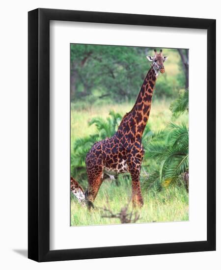 Giraffe, Tanzania-David Northcott-Framed Photographic Print