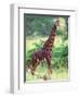 Giraffe, Tanzania-David Northcott-Framed Photographic Print