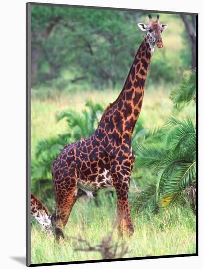 Giraffe, Tanzania-David Northcott-Mounted Photographic Print