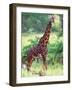 Giraffe, Tanzania-David Northcott-Framed Photographic Print