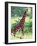 Giraffe, Tanzania-David Northcott-Framed Photographic Print