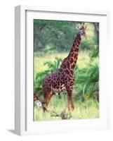 Giraffe, Tanzania-David Northcott-Framed Photographic Print