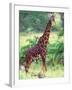 Giraffe, Tanzania-David Northcott-Framed Photographic Print