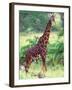 Giraffe, Tanzania-David Northcott-Framed Photographic Print