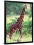 Giraffe, Tanzania-David Northcott-Framed Photographic Print