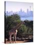 Giraffe, Taronga Zoo, Sydney, Australia-David Wall-Stretched Canvas