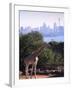 Giraffe, Taronga Zoo, Sydney, Australia-David Wall-Framed Photographic Print